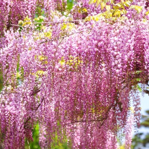 5 rare Pink Wisteria seeds (Wisteria sinensis 'Rosea')---Flower seed