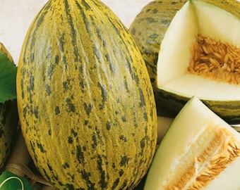 20 nasion melona Piel de sapo – melon Świętego Mikołaja – nasiona owoców – nasiona roślin – ogrodnictwo – nasiona – prezent