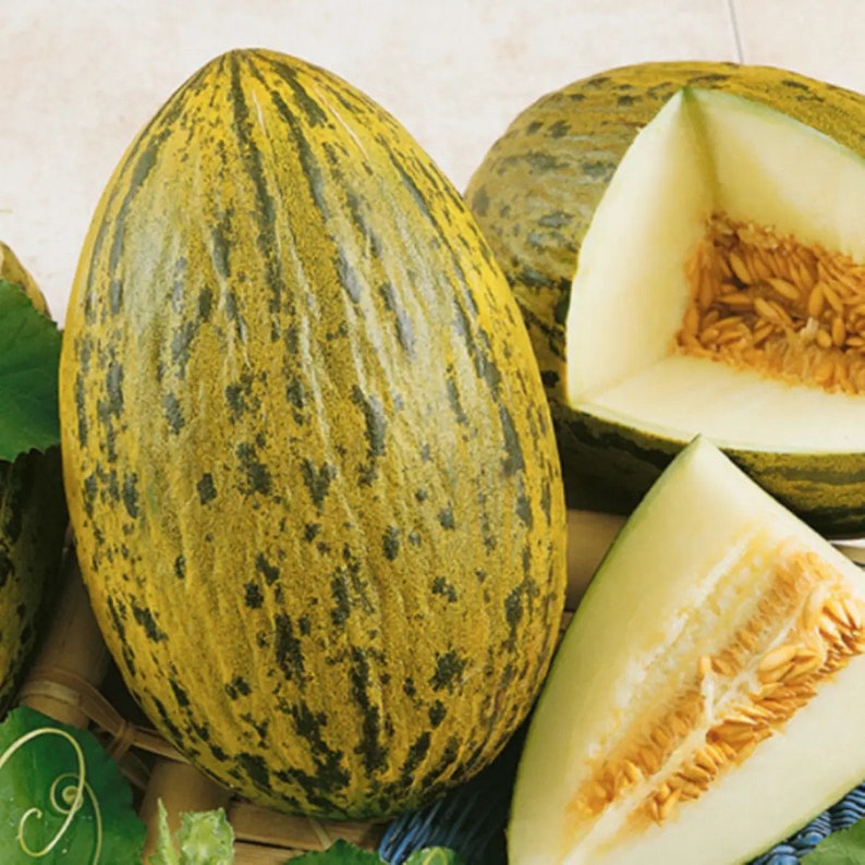 May include: A close-up of a green and yellow striped melon. The melon is cut in half, revealing the white flesh and seeds.
