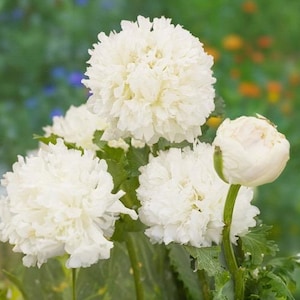 Puede incluir: Primer plano de flores de amapola blancas en flor. Las flores tienen una textura esponjosa y rizada y están dispuestas en un ramo.