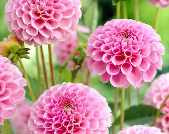 ダリア7824 Blooms245 ダリア ダリアカラーミックス 50粒 - Etsy 日本