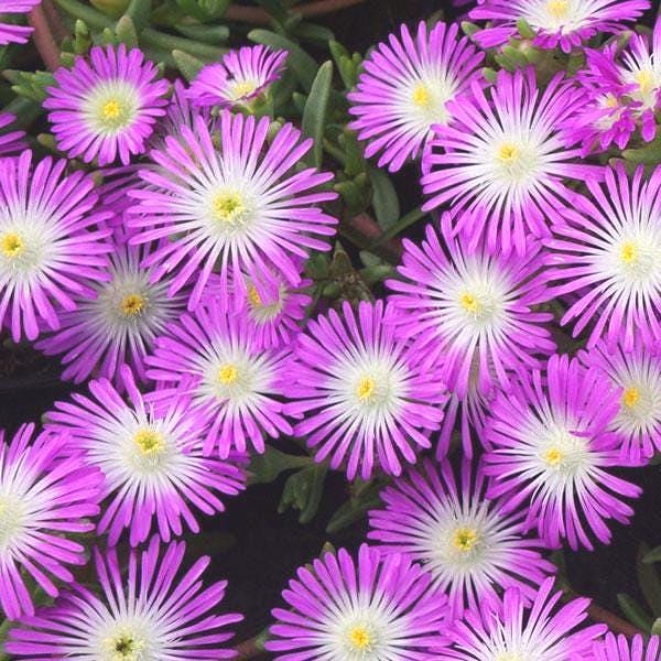 Delosperma Feu , Delosperma à fleurs rouge - Pépinières Quissac