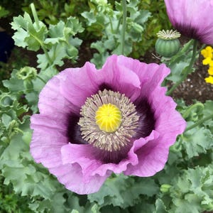 50 Poppy Somniferum &#39;Hungarian Blue&#39; Seeds---Flower seeds--Plant seeds--Gardening--Seeds--Gift