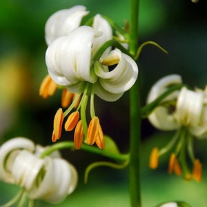 15 LILIUM MARTAGON (White) seeds---Flower seeds--Plant seeds--Gardening--Seeds--Gift