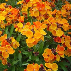 25 Wallflower Allionii Seeds---Flower seeds--Plant seeds--Gardening--Seeds--Gift