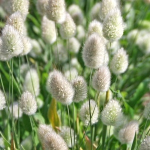 30 BUNNY TAILS GRASS seeds---Flower seeds--Plant seeds--Gardening--Seeds--Gift