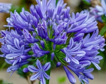 15 graines d'agapanthe « BIG BLUE » --- graines de fleurs --- graines de plantes --- jardinage --- graines --- cadeau