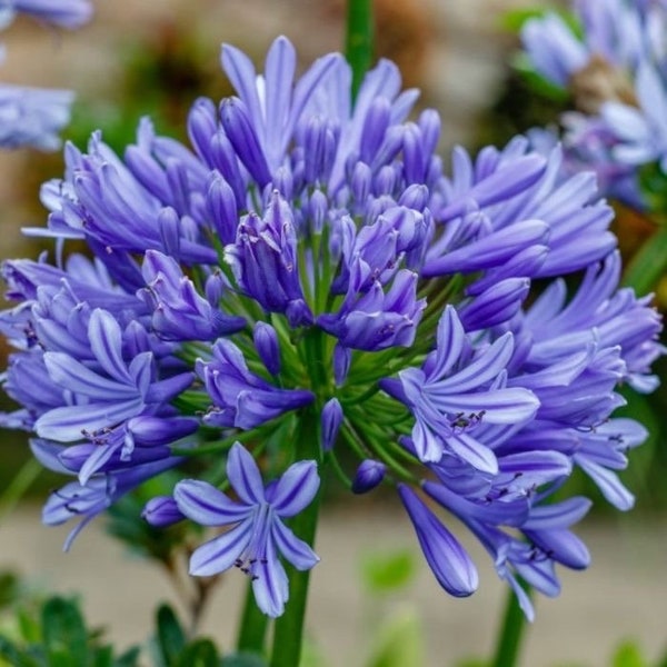 15 AGAPANTHUS 'BIG BLUE' seeds---Flower seeds—-plant seeds—-Gardening---seeds---gift