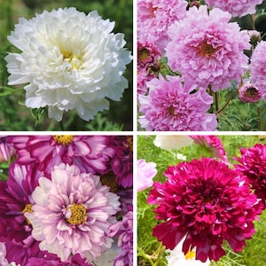 Op de afbeelding: Een collage van vier afbeeldingen met levendige cosmosbloemen. De bloemen tonen een reeks kleuren, waaronder wit, roze en diep magenta. Elke bloem heeft meerdere lagen bloemblaadjes, waardoor een volle, getextureerde uitstraling ontstaat. Groen gebladerte zorgt voor een natuurlijke achtergrond.