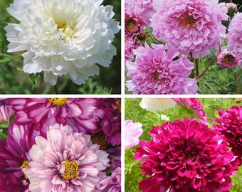 20 semillas mixtas COSMOS 'Double Click' --- Semillas de flores --- Semillas de plantas --- Jardinería --- Semillas --- Regalo