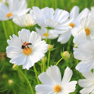 35 COSMOS &#39;Sensation Purity&#39; seeds---Flower seeds--Plant seeds--Gardening--Seeds--Gift