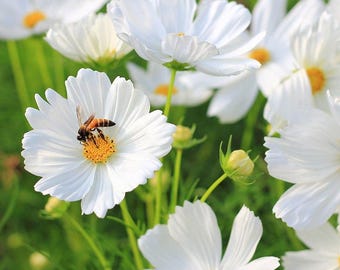 35 COSMOS 'Sensation Purity'-zaden---Bloemzaden--Plantenzaden--Tuinieren--Zaden--cadeau