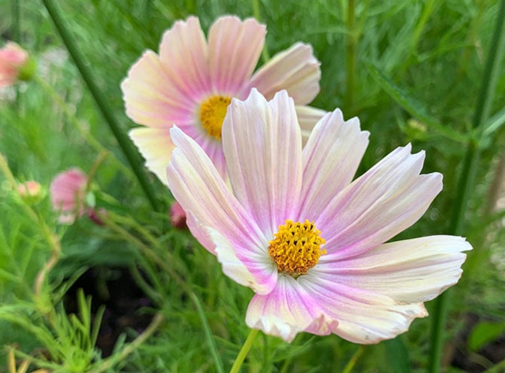 20 COSMOS 'apricot Lemonade' Seeds Etsy UK