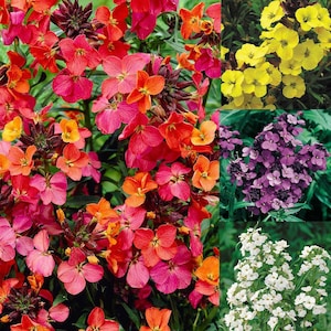 30 Wallflower best mixed Seeds---Flower seeds--Plant seeds--Gardening--Seeds--Gift