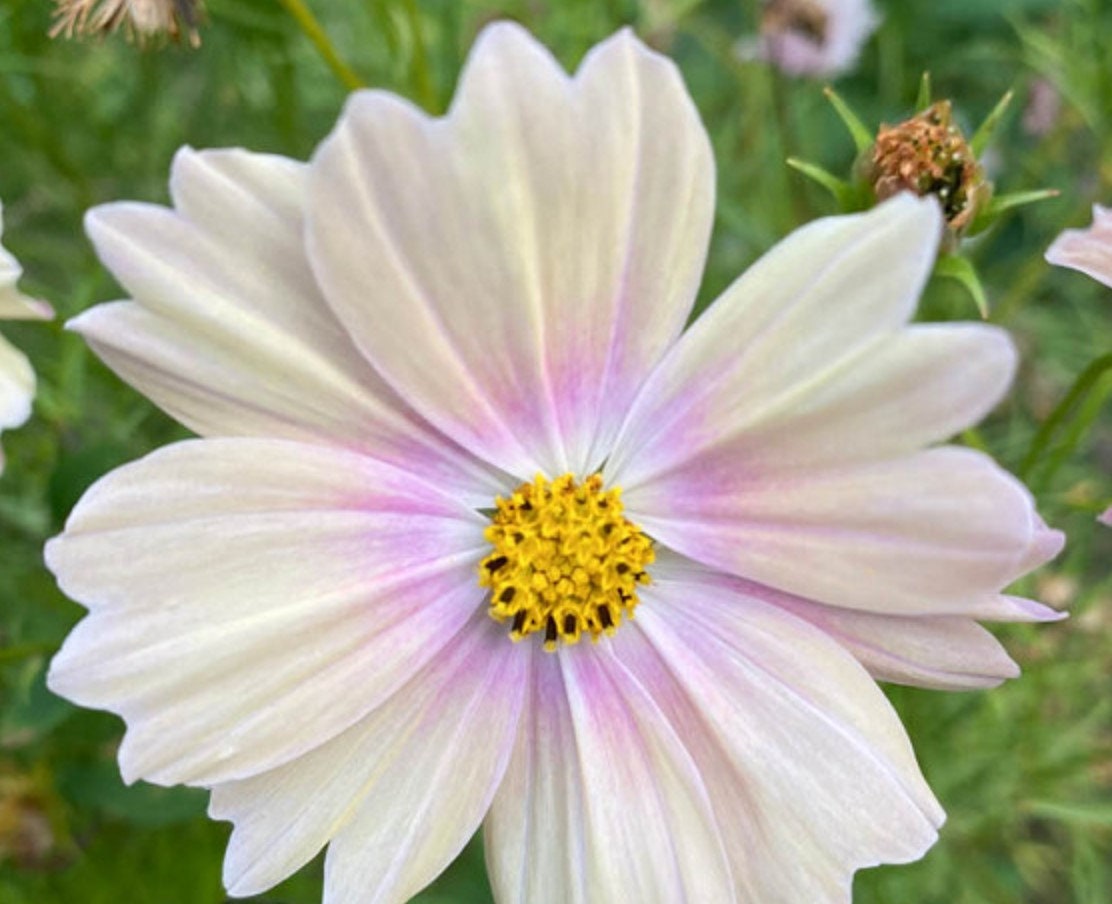 20 COSMOS 'apricot Lemonade' Seeds Etsy UK