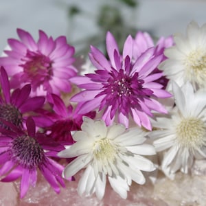 25 Xeranthemum Annuum &#39;Lumina Double Mixed&#39; Seeds---Flower seeds--Plant seeds--Gardening--Seeds--Gift