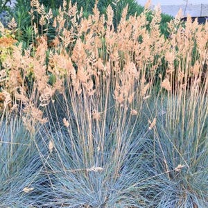 35 Blaue Festuca glauca Grassamen--Ziergrassamen--Pflanzensamen--Gartenarbeit--Samen--Geschenk