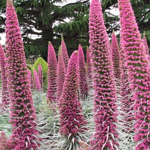 15 ECHIUM 'PINK FOUNTAIN'_Tower of Jewels Samen---Blumensamen--Pflanzensamen--Gartenarbeit--Samen--Geschenk