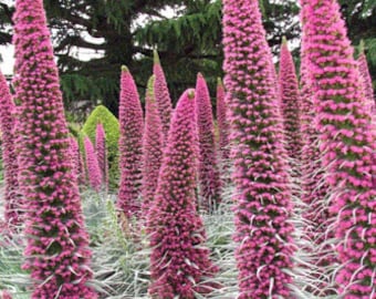 15 ECHIUM 'PINK FOUNTAIN'_Tower of Jewels Semillas---Semillas de flores--Semillas de plantas--Jardinería--Semillas--Regalo