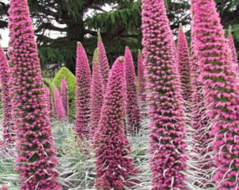 15 ECHIUM 'PINK FOUNTAIN'_Tower of Jewels Seeds---Flower seeds--Plant seeds--Gardening--Seeds--Gift