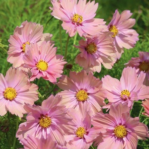 Può includere: Un gruppo di fiori di cosmo rosa con centri gialli. I fiori sono in piena fioritura e hanno petali delicati.