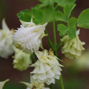 20 AQUILEGIA VULGARIS &#39;SNOWBALLS&#39; Samen--Blumensamen--Pflanzensamen--Gartenarbeit--Samen--Geschenk
