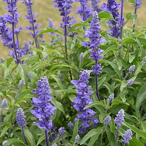 25 Salvia Farinacea Deep Blue Seeds---Flower seeds--Plant seeds--Gardening--Seeds--Gift