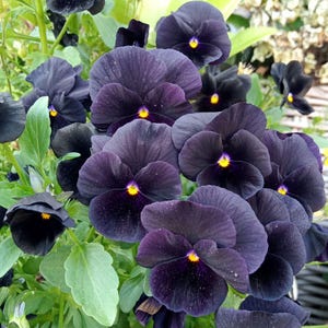 May include: Close-up of a cluster of dark purple pansy flowers with yellow centers and green leaves. The petals have a velvety texture and a deep, rich color. The flowers are in full bloom, showcasing their intricate details.