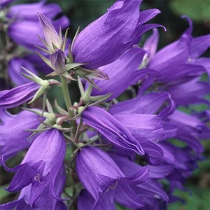 20 sementes de Campanula latifolia ‘Faichem lilac’ --- Sementes de flores - Sementes de plantas - Jardinagem - Sementes - Presente