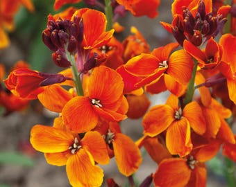 25 semillas de alhelí 'Fire King' --- Semillas de flores --- Semillas de plantas --- Jardinería --- Semillas --- Regalo