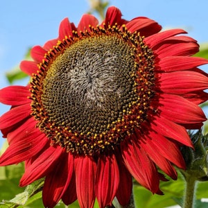 20 SONNENBLUME &#39;RED SUN&#39; Samen—Blumensamen-Pflanzensamen-Geschenk