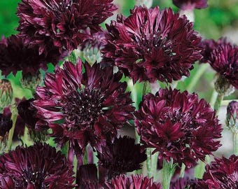 20 semillas de Centaurea Cyanus 'Black Ball' --- Semillas de flores --- Semillas de plantas --- Jardinería --- Semillas --- Regalo