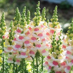 30 semillas de Snapdragon Antirrhinum &#39;Apple Blossom&#39; --- Semillas de flores --- Regalo de semillas --- Jardinería