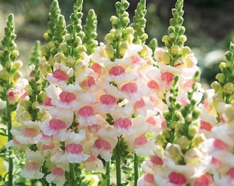 30 semillas de Snapdragon Antirrhinum 'Apple Blossom' --- Semillas de flores --- Regalo de semillas --- Jardinería