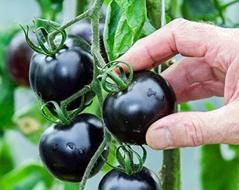 15 semillas de tomate negro / semillas de tomate rosa índigo / semillas de hortalizas / semillas de plantas / jardinería / semillas / regalo