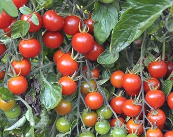 15 semillas de tomate Alicante / Sabor intenso / Semillas de tomate de variedad antigua única / Semillas de hortalizas / Semillas para plantas / Jardinería / Semillas / Regalo