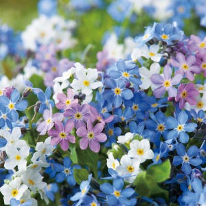 40 Vergissmeinnicht &#39;Victoria mixed&#39; Samen---Blumensamen--Pflanzensamen--Gartenarbeit--Samen--Geschenk
