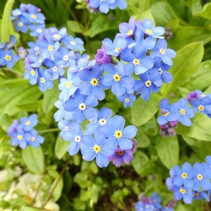 30 Vergissmeinnicht Alpestris Samen--Blumensamen--Pflanzensamen--Gartenarbeit--Samen--Geschenk