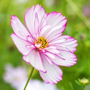 Può includere: Primo piano di un fiore di cosmea con petali bianchi bordati di rosa vibrante. Il centro del fiore è giallo brillante con punti scuri, su uno sfondo verde tenue. I delicati petali sono stratificati, mostrando il design intricato.