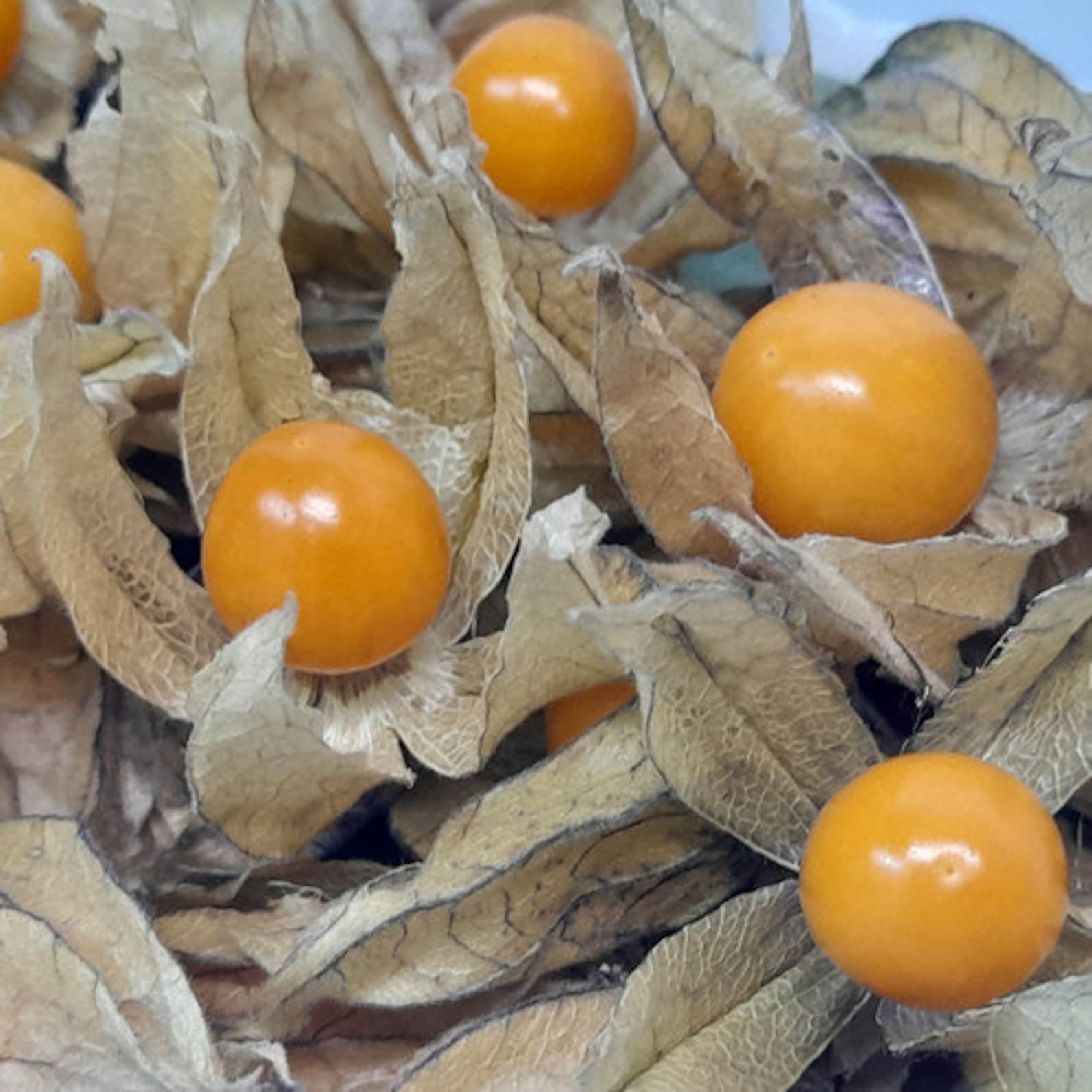 30 CAPE GOOSEBERRY Seeds Etsy UK