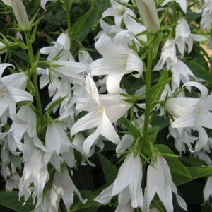 40 sementes de Campanula trachelium ‘Alba’ --- Sementes de flores -- Sementes de plantas -- Jardinagem -- Sementes -- Presente