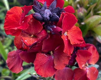 25 semillas de alhelí 'Emperador Escarlata'---Semillas de flores--Semillas de plantas--Jardinería--Semillas--Regalo