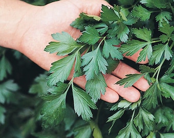50 Organic Parsley Italian seeds---Herb seeds--Plant seeds--Gardening--Seeds--Gift