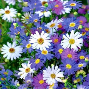 50 Swan River Daisy mixed seeds---Flower seeds--Plant seeds--Gardening--Seeds--Gift