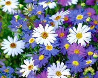 Peut inclure: Un gros plan sur un groupe de marguerites bleues, violettes et blanches. Les fleurs sont en pleine floraison et ont des centres jaunes. Les marguerites poussent dans un jardin.