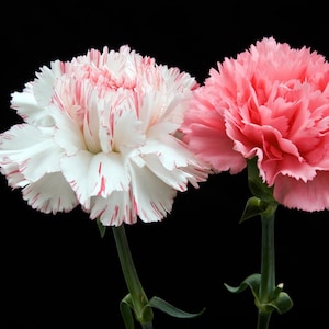 30 Carnation Hardy Border Mixed Seeds---Flower seeds--Plant seeds--Gardening--Seeds--Gift