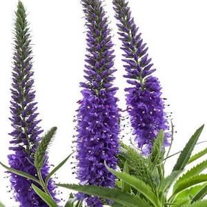 25 VERBENA X HYBRIDA BLUE zaden---Bloemzaden--Plantenzaden--Tuinieren--Zaden--cadeau