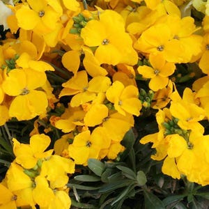 25 Wallflower &#39;Cloth of Gold&#39; Seeds---Flower seeds--Plant seeds--Gardening--Seeds--Gift