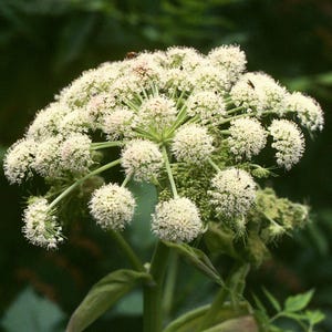 15 Angelica Slyvestris Seeds---Flower seeds--Plant seeds--Gardening--Seeds--Gift