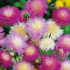Pode incluir: Um ramo de flores de açafrão rosa, branco e roxo. As flores têm uma textura fofa e emplumada.